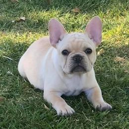 French Bulldogs from CREME DE LA CREME FRENCH BULLDOGS