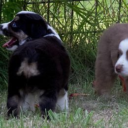 Miniature Australian Shepherd Puppies from Sand Dollar Aussies