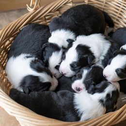 Border Collie Puppies from Fair Haven Farms