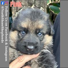 German Shepherd Puppies from North Shore Shepherds