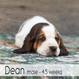 Dean - Black white and brown male Basset Hound puppy in Jefferson City, Missouri from Triple Hill Farm