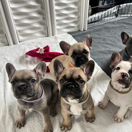 French Bulldog Puppies from A Cute Pair of Frenchies