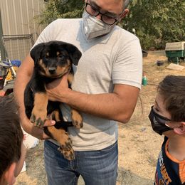 Beauceron Puppies from Trésor de Beauté Beaucerons