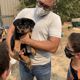 Beauceron Puppies from Trésor de Beauté Beaucerons