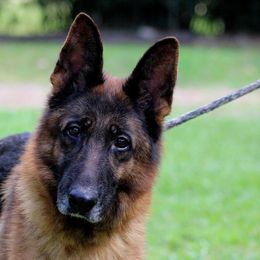 Carmen - German Shepherd