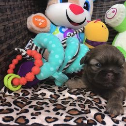 Great Dane and Shih Tzu Puppies from Empire Royalty and Majestic Dane