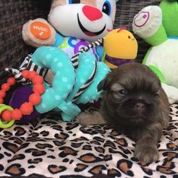 Great Dane and Shih Tzu Puppies from Empire Royalty and Majestic Dane