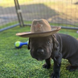 Cane Corso and Lowchen Puppies from High Royal Kennel