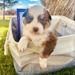 HALLEY - Red tri-color female Australian Shepherd puppy in Vernal, Utah from Dancing M Kennels