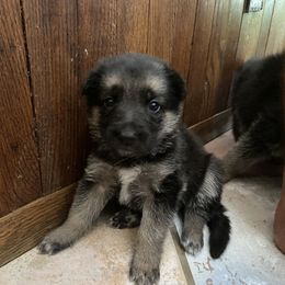 German Shepherd Puppies from Osborn's Country German Shepherds