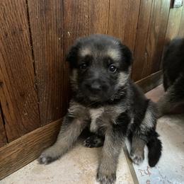 German Shepherd Puppies from Osborn's Country German Shepherds