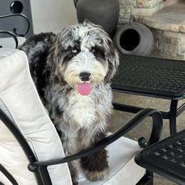 Goldendoodle, Poodle, and Sheepadoodle All Grown Up from Exquisite Doodles
