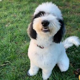 Bernedoodle and Sheepadoodle All Grown Up from Luv My Doodle