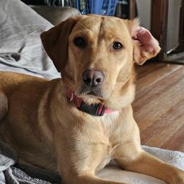 Wren - Labrador Retriever