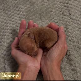 Johnny (Jonathan) - Apricot male Schnoodle puppy in Cleveland, Tennessee from River and Pine Pups