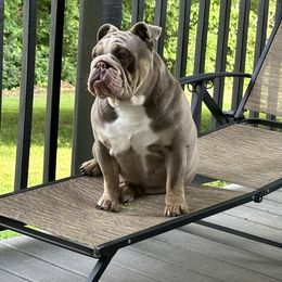 Lala - Bulldog