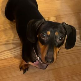 Minnie - Dachshund