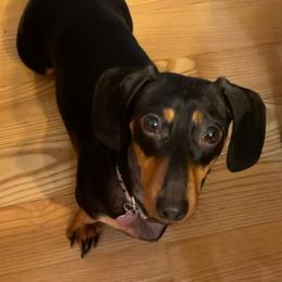 Minnie - Dachshund