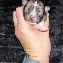 Uno - Black sabled fawn female Chihuahua puppy in Palmyra, Indiana from Country Star Chihuahuas