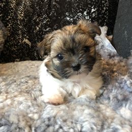 Mi-Ki Puppies from Rare Gem Mi-Ki’s LTD