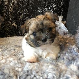 Mi-Ki Puppies from Rare Gem Mi-Ki’s LTD