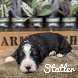 Statler - Tri-color male Bernedoodle puppy in Lancaster, Minnesota from Richardville Hunde