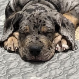 Great Dane Puppies from Sovereignty Woods Great Danes