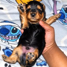 Spanky 2000 - Black and tan male Yorkipoo puppy in Gastonia, North Carolina from Banks Dynasty Kennel