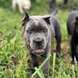 Cane Corso from Clarkrange Corsos