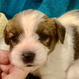 Russell Terrier Puppies from Awesome Pups