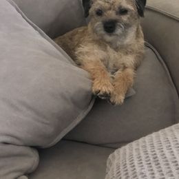 Noodle - Border Terrier