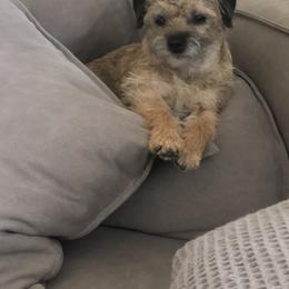 Noodle - Border Terrier