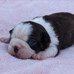 Girl 3 - Black brindle and white female Boston Terrier puppy in Perry, Oklahoma from Sitsler Bostons