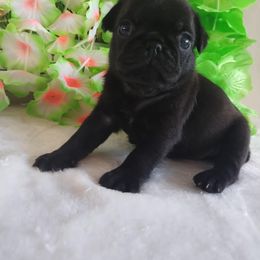 Ruby - Black female Pug puppy in Blountsville, Alabama from Rock Springs Pugs