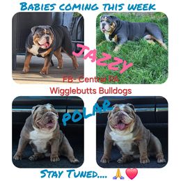 Bulldog puppies from Wiggle Butts Bulldogs