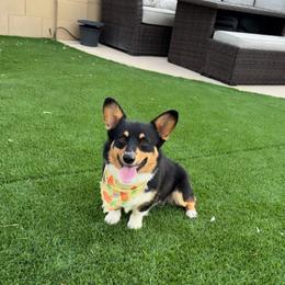 Baba - Black and tan male American Corgi puppy in Goodyear, Arizona from AZ Royal Doxies llc