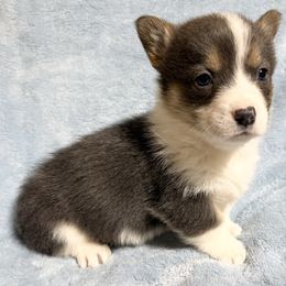 Boy 7 Bluie (Gray) - Gray and white male American Corgi puppy in Scottown, Ohio from Wyndy Ridge Corgis
