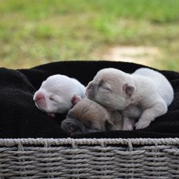 French Bulldog Puppies from ImAgem Frenchies