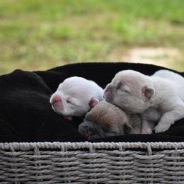 French Bulldog Puppies from ImAgem Frenchies