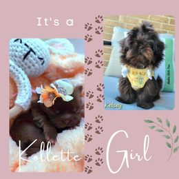 Kollette - Liver female Shih Tzu puppy in Richmond, Texas from Aleka Shih Tzu