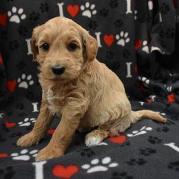 Girl 3 - Apricot female Goldendoodle puppy in Jasper, Indiana from Hilltop Pups LLC