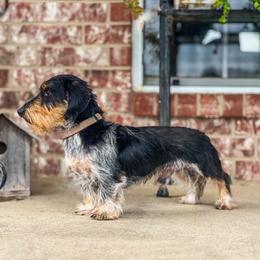 Watson - Dachshund