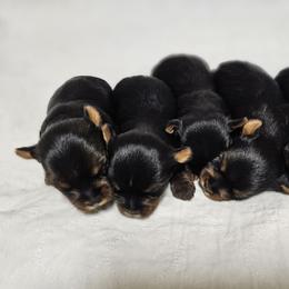 Pomeranian and Yorkshire Terrier Puppies from Pam Ackley