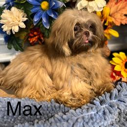 Max - Lilac male Shih Tzu puppy in Elgin, South Carolina from Silver Bells Paw Prints