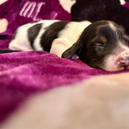 Ocean - Piebald female Dachshund puppy in Nampa, Idaho from 208 Wiener Wiggle Butts LLC