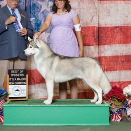 Knute - Siberian Husky