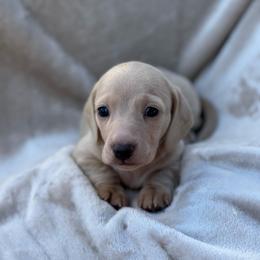 Harrison - Cream male Dachshund puppy in Palo Cedro, California from RK Doxies