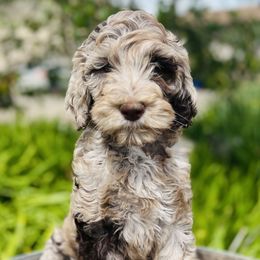 Assorted Doodle Crosses and Poodle Puppies from Denim and Diamond Doodles