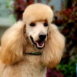 Rosie - Poodle