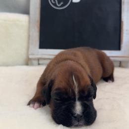 Boxer Puppies from Round 3 Boxers